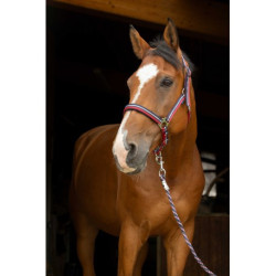 Licol + longe NORTON - Brillant