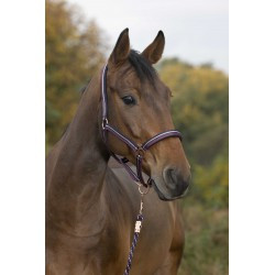 Licol + longe NORTON - Brillant