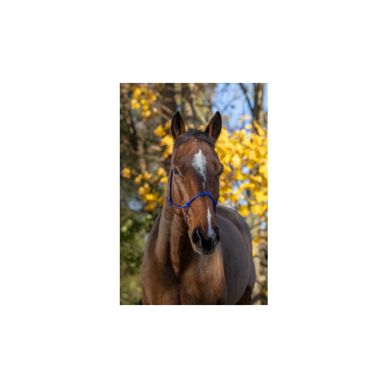 Licol éthologique RIDING WORLD corde - Fin