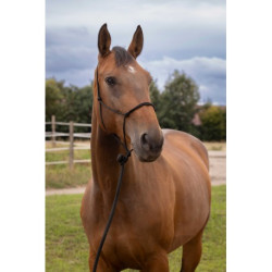 Licol éthologique NORTON - Doux