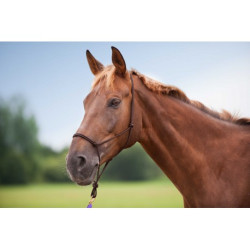 Licol éthologique NORTON - Doux