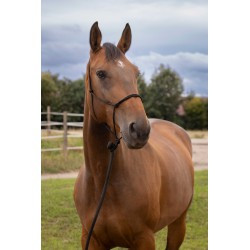 Licol éthologique NORTON - Doux