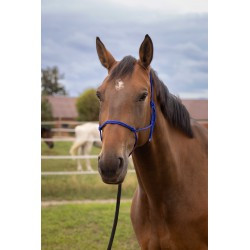 Licol éthologique NORTON - Doux