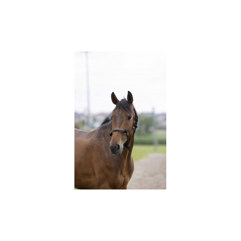 Licol éthologique NORTON - Corde/synthétique