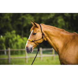 Licol éthologique + longe NORTON - Fun colour