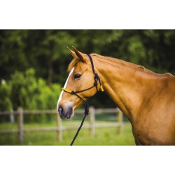 Licol éthologique + longe NORTON - Fun colour