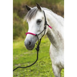 Licol éthologique + longe NORTON - Fun colour