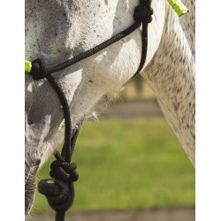 Licol éthologique + longe NORTON - Fun colour