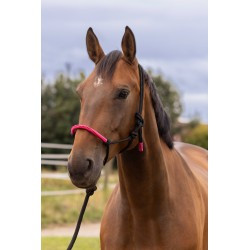 Licol éthologique + longe NORTON - Fun colour