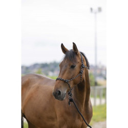 Licol éthologique + longe NORTON - Eco