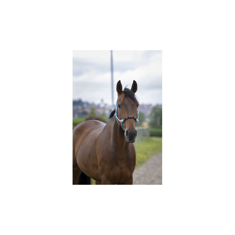 Licol éthologique NORTON - Pearl