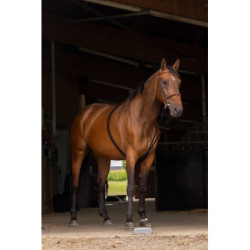 Enrênement NORTON - Extenseur doux