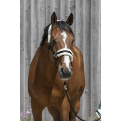 Licol RIDING WORLD mouton synthétique