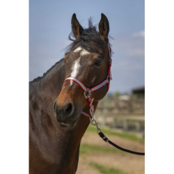 Licol NORTON -Nylon Soft-