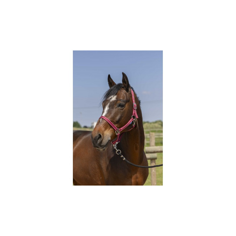 Licol NORTON - Grooming