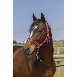 Licol NORTON - Grooming