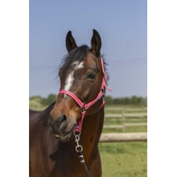 Licol NORTON - Grooming