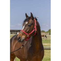 Licol NORTON - Grooming