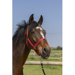 Licol NORTON - Grooming