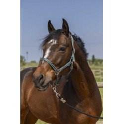 Licol NORTON - Grooming