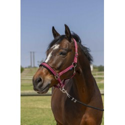 Licol NORTON - 4lines