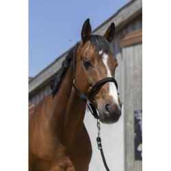 Licol NORTON - Satine