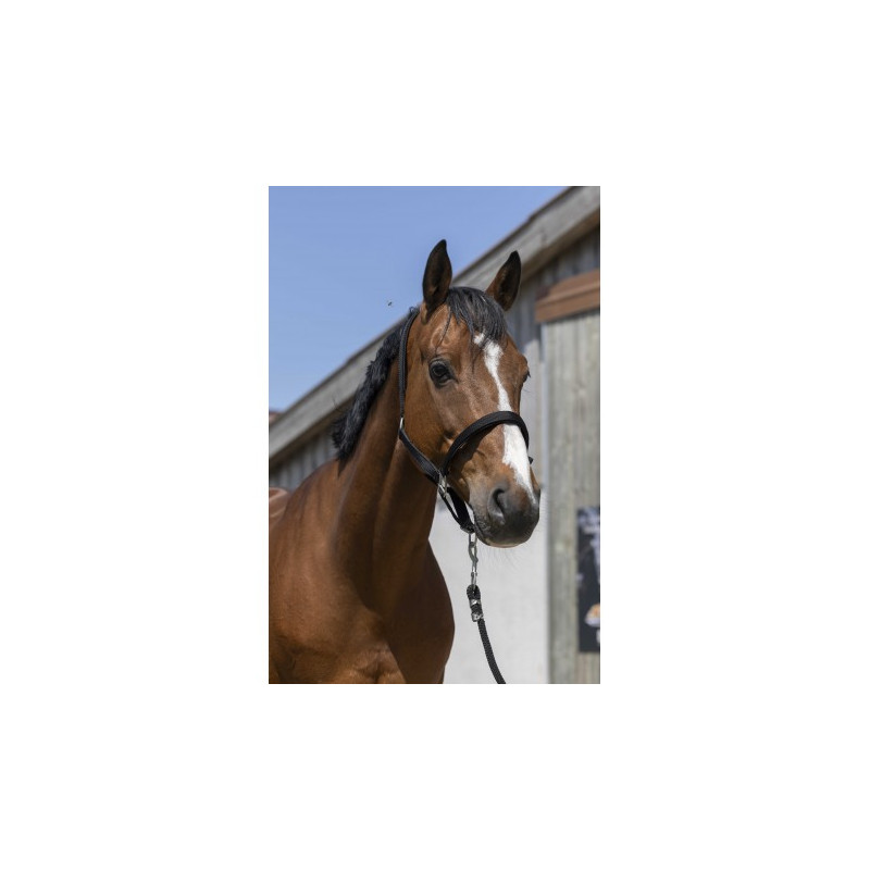 Licol NORTON - Satine