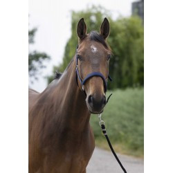 Licol NORTON - Satine