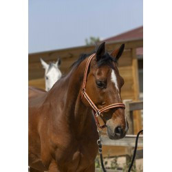 Licol NORTON - Satine