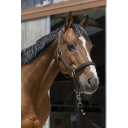 Licol NORTON - Satine