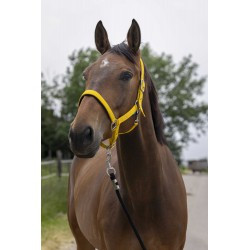 Licol NORTON - Satine