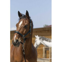 Licol NORTON - Satine