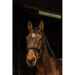 Bridon NORTON PRO - Dark