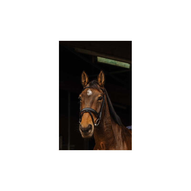 Bridon NORTON PRO - Dark