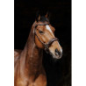 Bridon NORTON PRO - Hackamore
