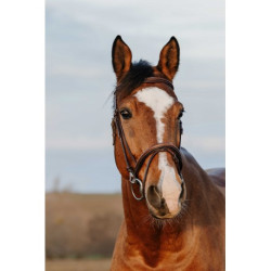 Bridon NORTON CLUB - Easy