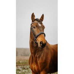 Bridon NORTON CLUB - Deco