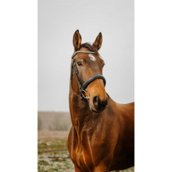 Bridon NORTON CLUB - Diva