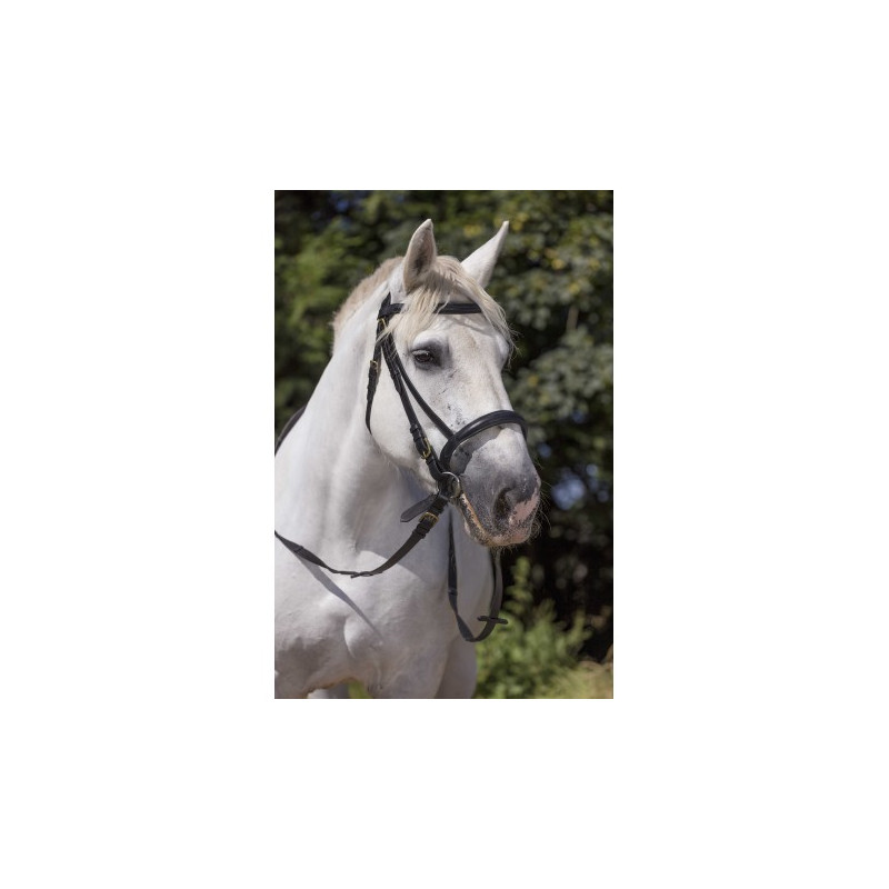 Bridon NORTON CLUB - Cheval de trait
