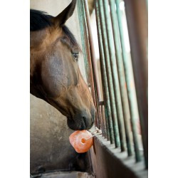 Pierre à sel HIPPOTONIC de l'Himalaya