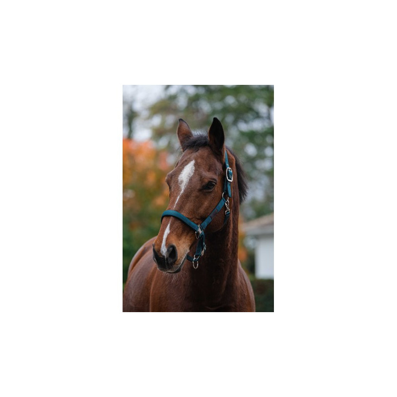 Licol nylon EQUITHEME - Spring