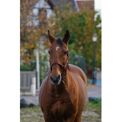 Licol nylon EQUITHEME - Spring