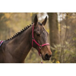 Licol LAMI-CELL - LC