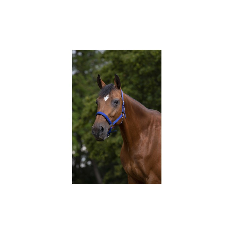 Licol NORTON - Doublé néoprène