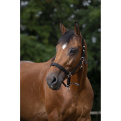 Licol NORTON - Doublé néoprène