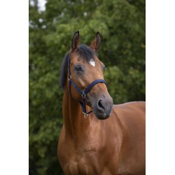 Licol NORTON - Doublé néoprène