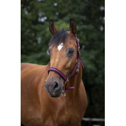 Licol NORTON - Doublé néoprène