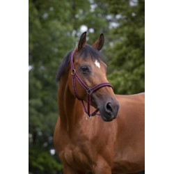 Licol NORTON - Doublé néoprène