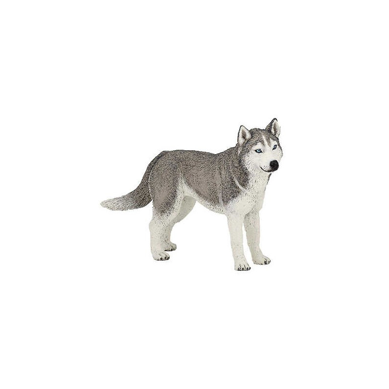 Husky de Sibérie PAPO