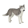 Husky de Sibérie PAPO